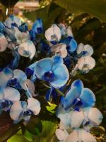 Albums/20200303-Kew Gardens/22